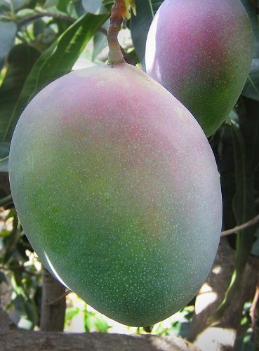 mango keitt