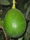 aguacate reed