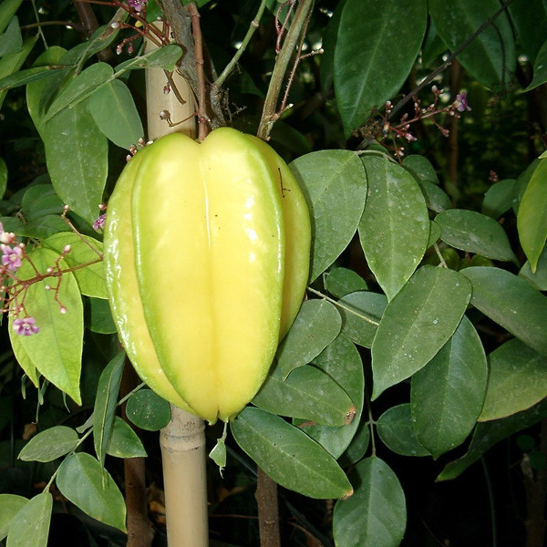 El tipo de flor en el cultivo del aguacate – Viveros Brokaw