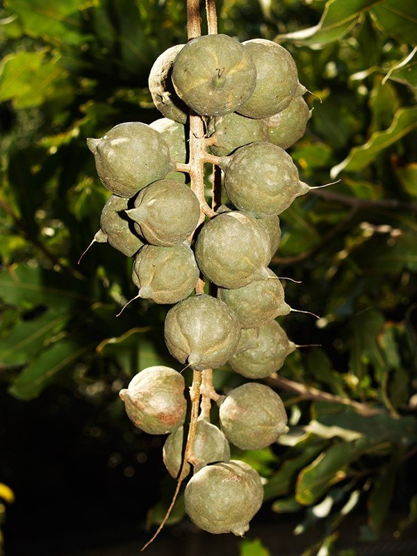 Imagen de un grupo de macadamias