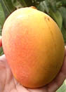 mango kensington
