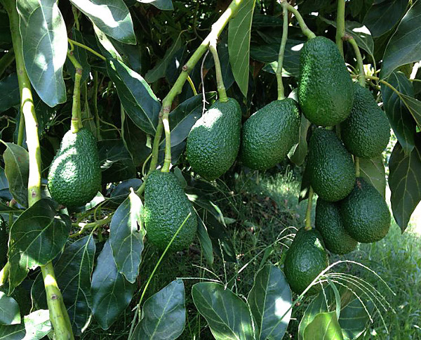 El tipo de flor en el cultivo del aguacate – Viveros Brokaw