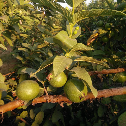 Guayaba