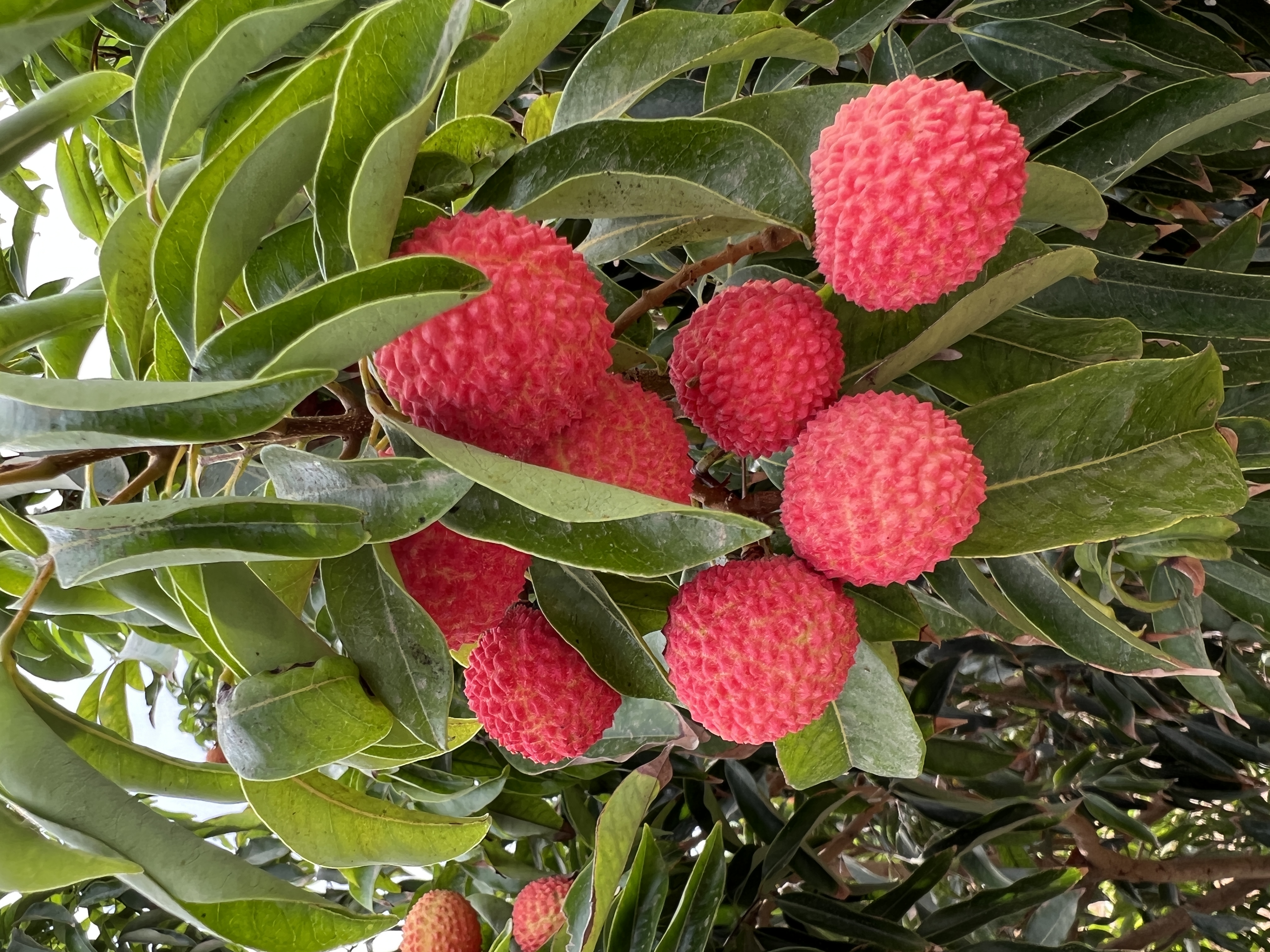 El tipo de flor en el cultivo del aguacate – Viveros Brokaw