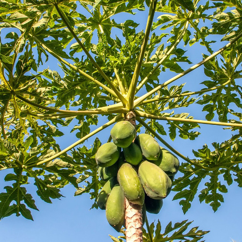 El tipo de flor en el cultivo del aguacate – Viveros Brokaw