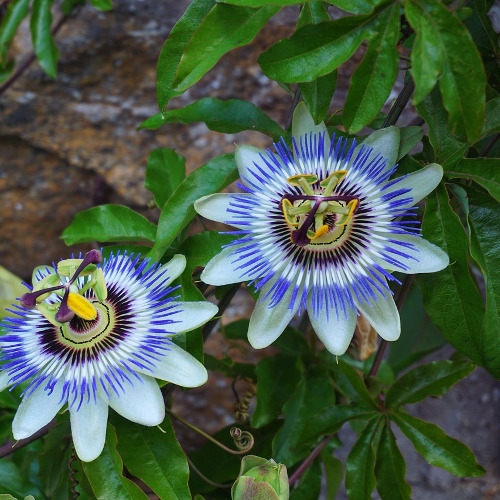 Planta pasiflora