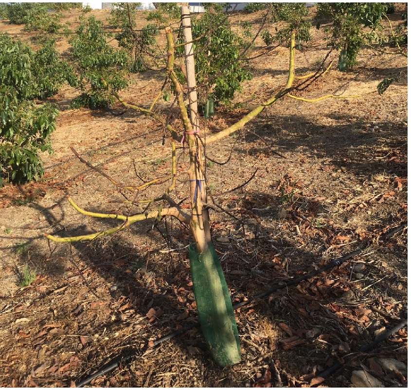 Árbol de aguacate con ramas secas debido a la muerte regresiva. Enfermedad provocada por hongos aéreos.