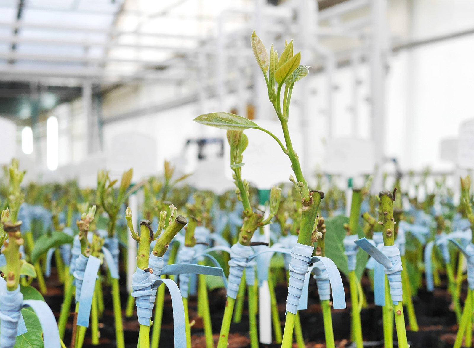 El tipo de flor en el cultivo del aguacate – Viveros Brokaw