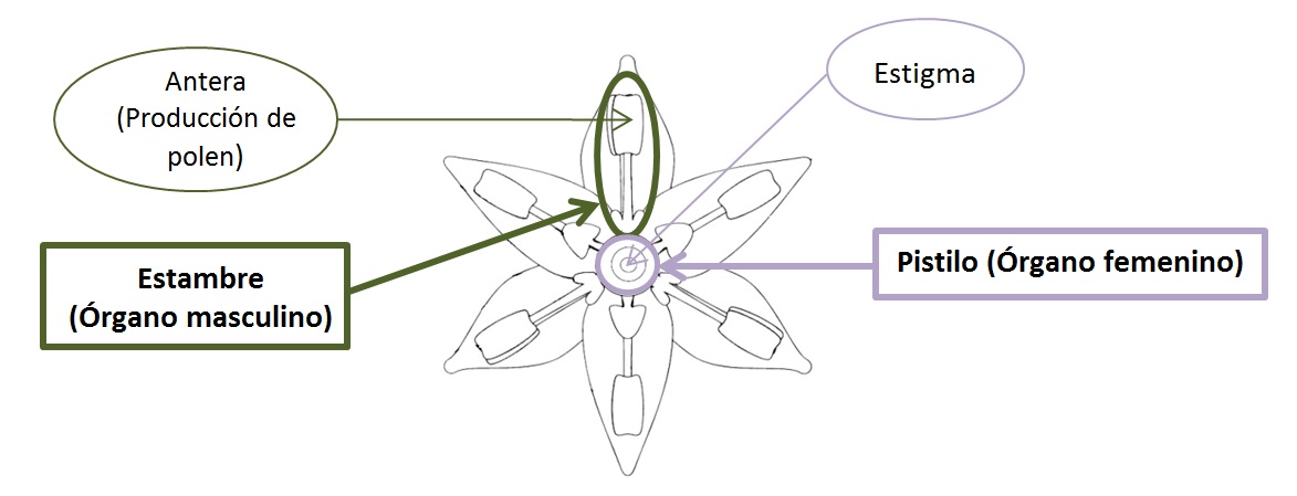 El tipo de flor en el cultivo del aguacate – Viveros Brokaw