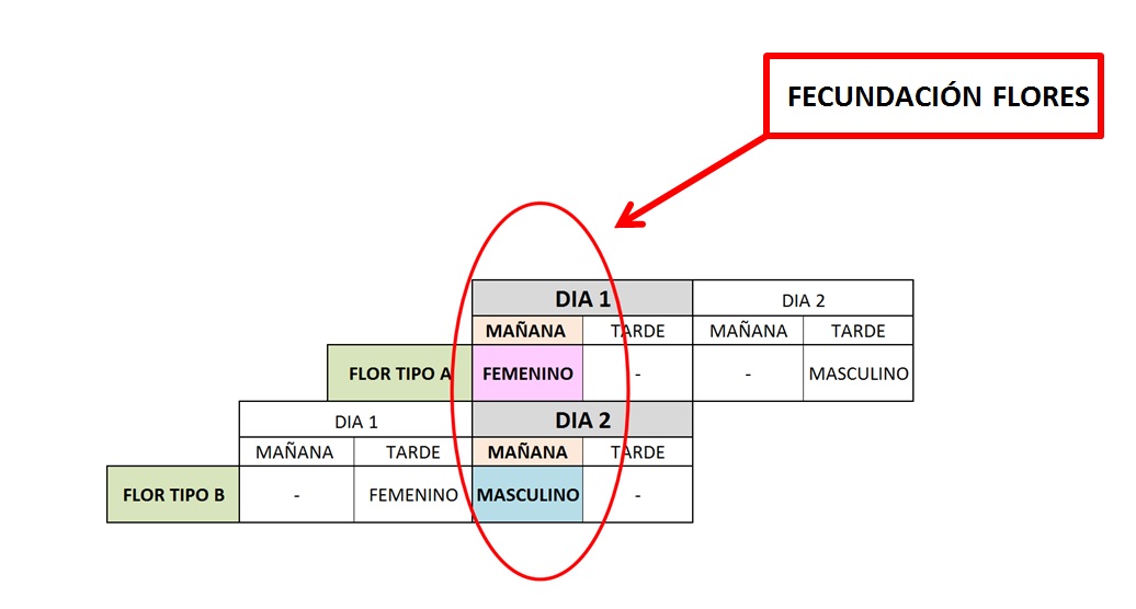 El tipo de flor en el cultivo del aguacate – Viveros Brokaw