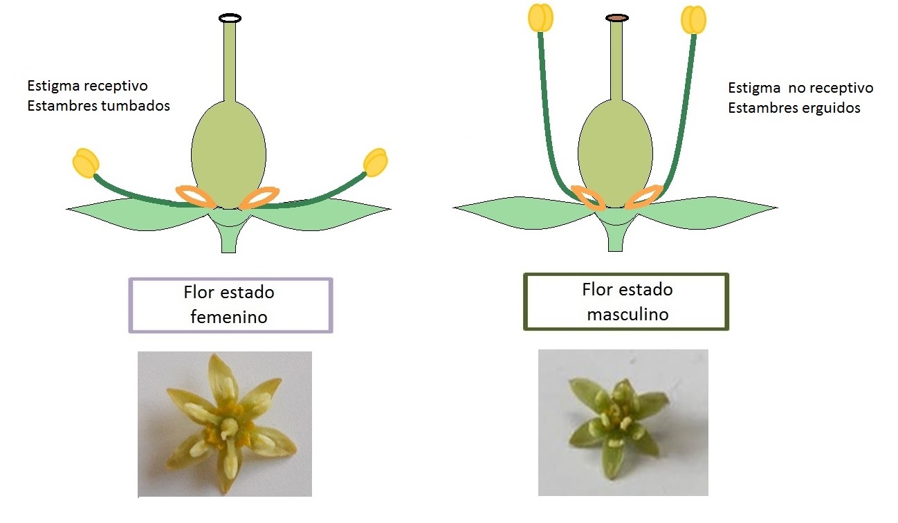 El tipo de flor en el cultivo del aguacate – Viveros Brokaw